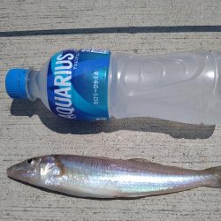 キス狙いとアジングの二本立て